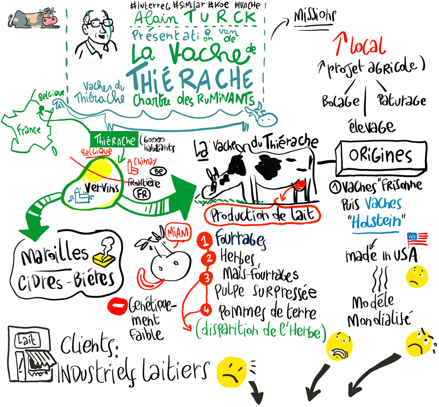 Facilitation visuelle par Vincent Rif sur la vache de Thiérache dans le cadre du webinaire organisé par Interreg et intitulé "Histoires de vaches"
