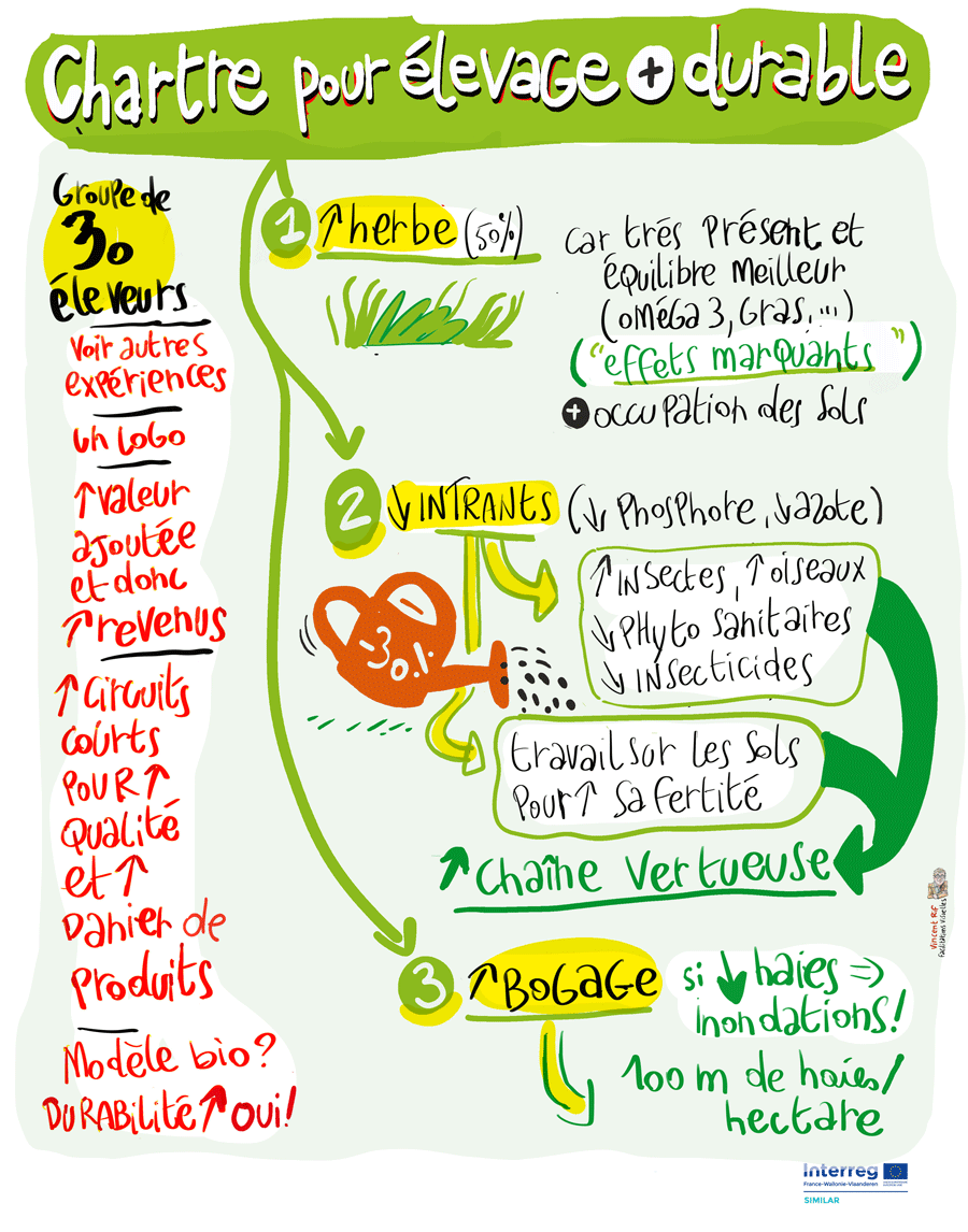 Facilitation visuelle par Vincent Rif sur la vache de Thiérache dans le cadre du webinaire organisé par Interreg et intitulé "Histoires de vaches"