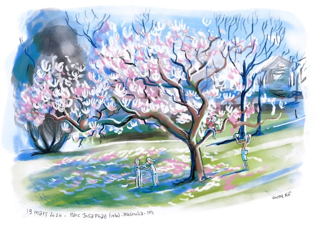 Dessin sur iPad d'un arbre Magnolia du Parc Josaphat en mars 2024